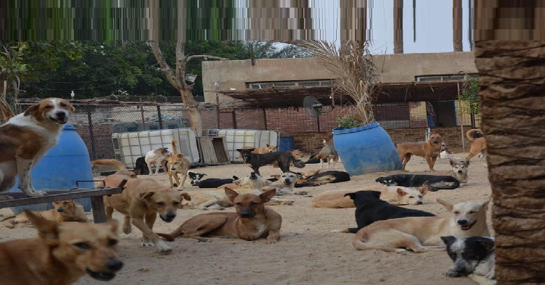 أخنوش يأوي 4000 كلبا بمليار سنتيم