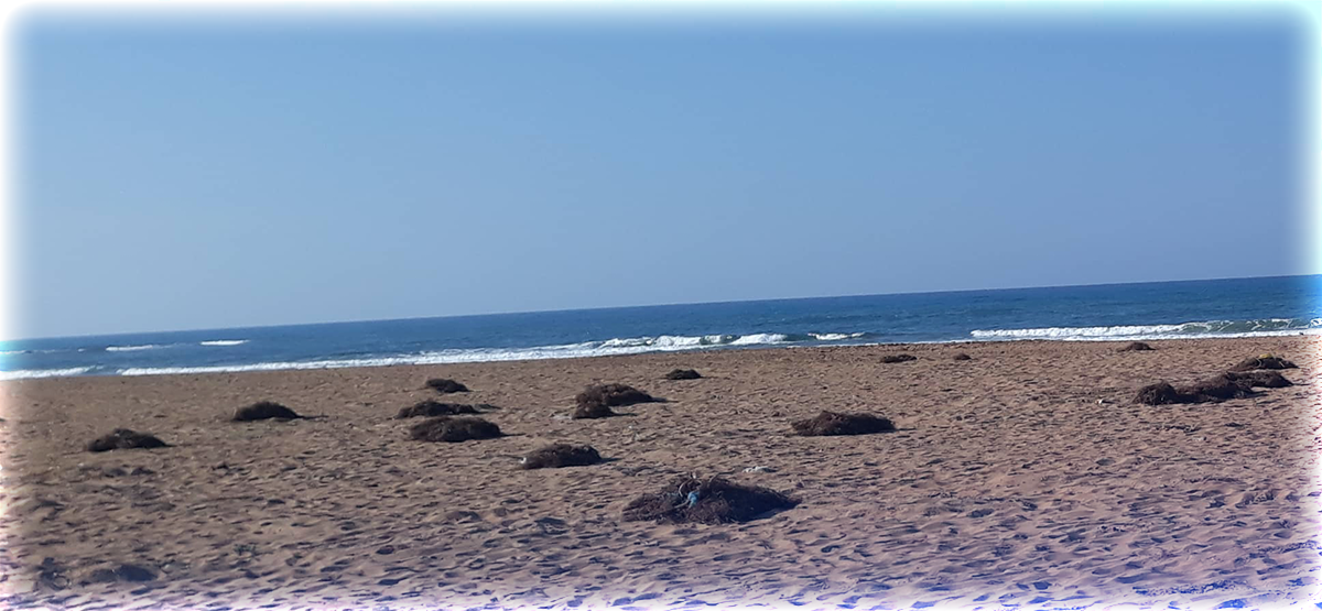 صور.. نفايات تغزو شاطئ قرية أركمان مع بداية الصيف.. ومطالب بتدخل المسؤولين