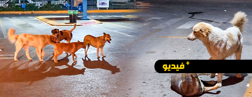 شاهدوا.. قطعان من الكلاب تستوطن الناظور