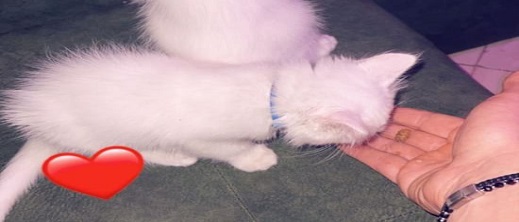 اعلان عن ضياع قط بحي البستان بالناظور من نوع انغورا تركي الاصل 