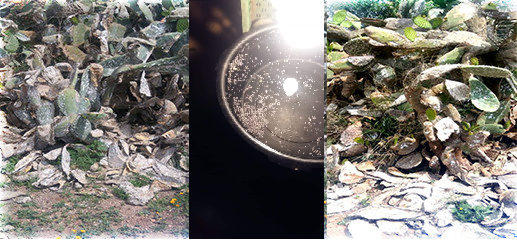 صور.. حشرة ترعب ساكنة أركمان ليلا وتجعلهم يعيشون في ظلام