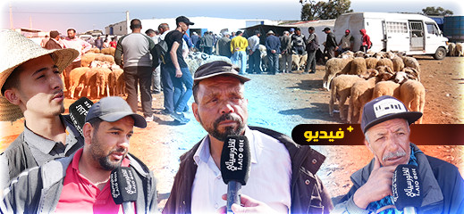 أضحية العيد بسوق أركمان.. غلاء في الأسعار والتجار يوضحون