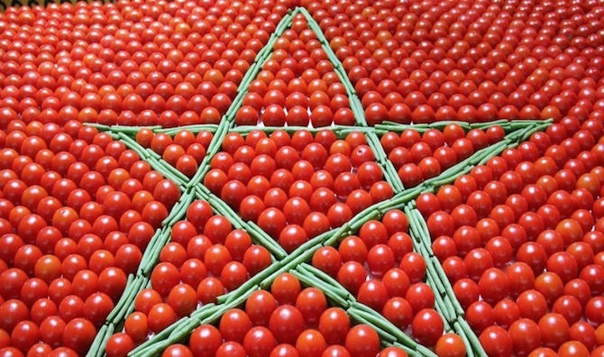 المغرب يتجاوز اسبانيا في صادرات الطماطم