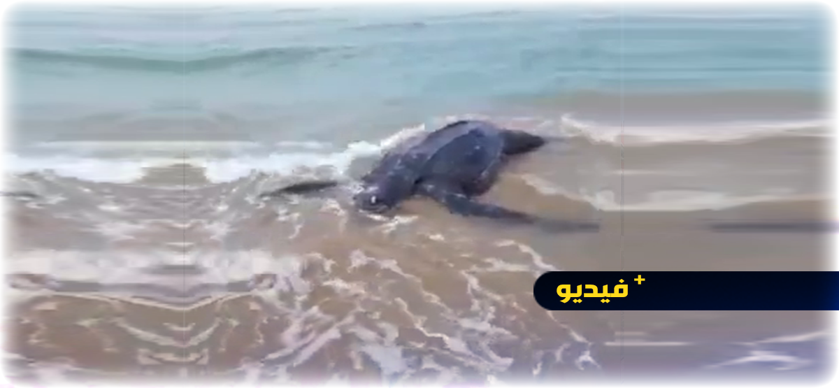 شاهدوا.. سلحفاة سوداء ضخمة تعلق في شواطئ الناظور