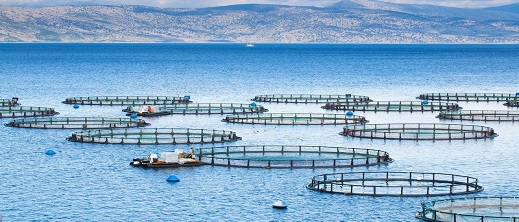 اسبانيا: شكوى من المزارع السمكية المغربية قرب الجزر الجعفرية