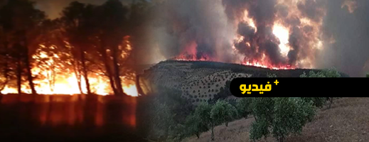 شاهدوا.. حريق يأتي على عشرات الهكتارات من غابة بوكربة شاهدوا.. حريق يأتي على عشرات الهكتارات من غابة بوكربة