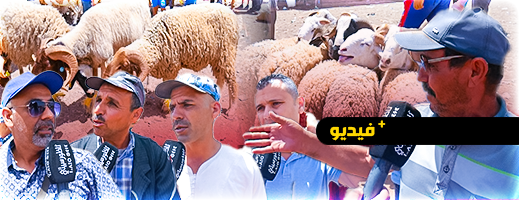 غلاء أسعار الأضاحي في سوق سلوان يحبط ذوي الدخل المحدود والفقراء