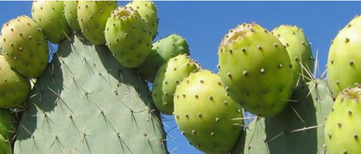 ثمانية أصناف مقاومة هي آخر آمال المغرب لإنقاذ نبتة الصبار من الانقراض