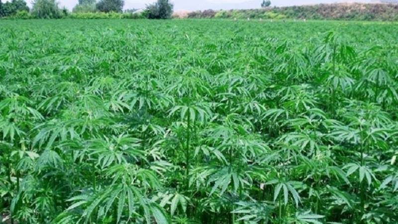 القنب الهندي المغربي يستأثر باهتمام خبراء إسرائليين لتطوير صناعة الأدوية