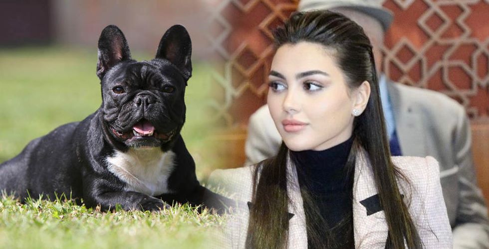 صورة.. ساعدوني في إيجاد ابنتي برلمانية تبحث عن كلبتها الضائعة بالرباط بعد تغيبها عن جلسة شفهية
