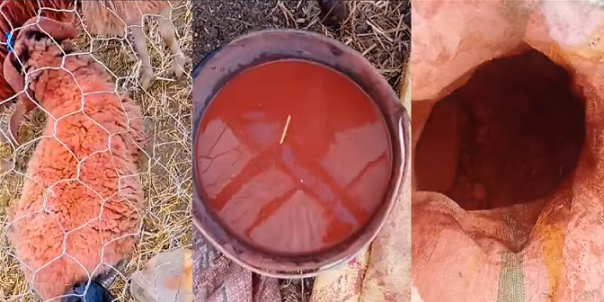 صباغة الأضاحي داخل رحبة غنم.. فيديو أثار حفيظة المغاربة قبل العيد