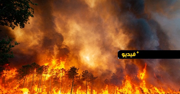 فيديو.. أكثر من 30 حريقا للغابات يجتاح اسبانيا في مناطق مختلفة