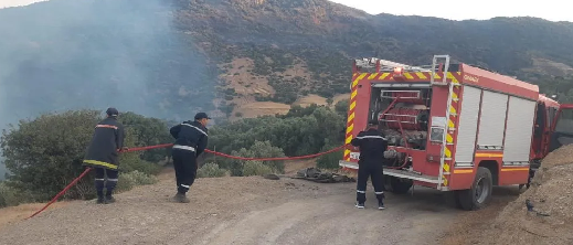 بعد اتهامات لمافيا العقار بإشعال الحرائق.. مطالب بإعادة تشجير الغابات المحترقة