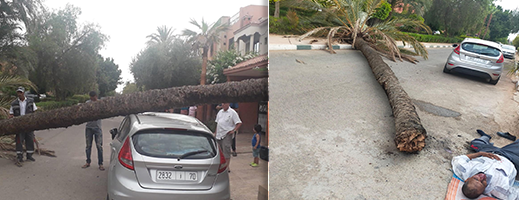 شاهدوا.. سقوط نخلة يودي بحياة حارس أمن