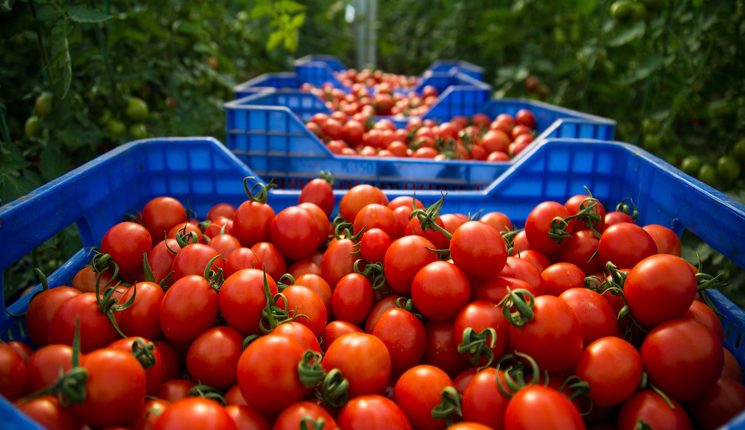 موقع إسباني: المغرب أول مصدر للطماطم بإسبانيا