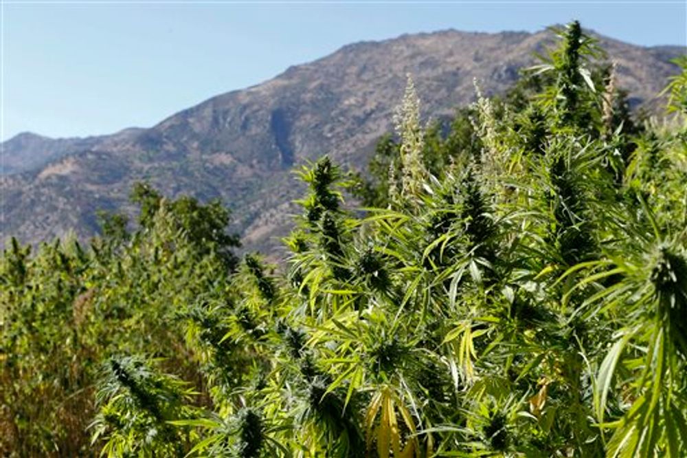 حالة خوف وانعدام ثقة لدى المزارعين جراء تأخر تفعيل وكالة تقنين أنشطة القنب الهندي حالة خوف وانعدام ثقة لدى المزارعين جراء تأخر تفعيل وكالة تقنين أنشطة القنب الهندي