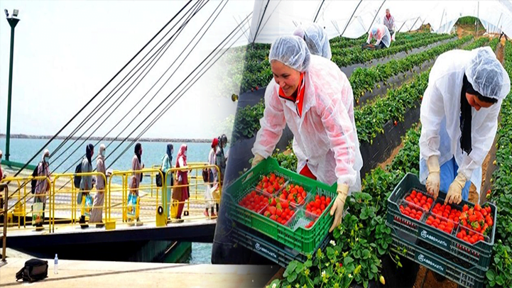المغرب وإسبانيا يتفقان مجددا على زيادة أعداد اليد العاملة الفلاحية