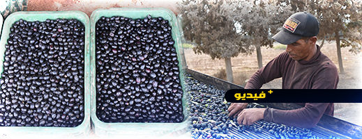ربورتاج.. ندرة الزيتون تنذر بارتفاع أسعار "الزيت البلدية" في الناظور