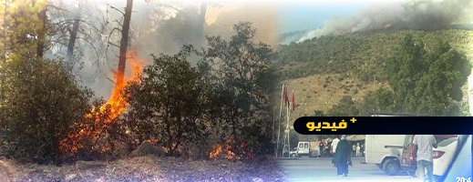 فيديو.. النيران تلتهم مساحات شاسعة من غابة في الشمال وجهود مستمرة لاحتوائها فيديو.. النيران تلتهم مساحات شاسعة من غابة في الشمال وجهود مستمرة لاحتوائها