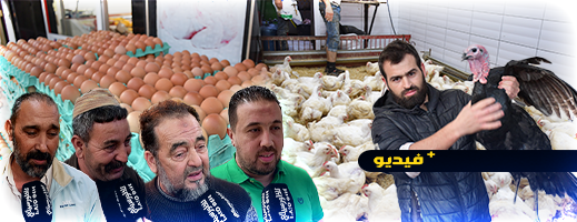 تجار البيض والدواجن بالناظور يكشفون الأسعار وأسباب ارتفاعها