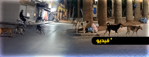 شاهدوا.. انتشار الكلاب الضالة في شوارع الناظور يهدد سلامة المواطنين