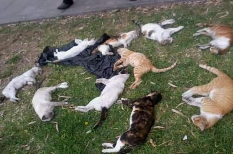 جمعية تستنكر واقعة تسميم القطط بالناظور