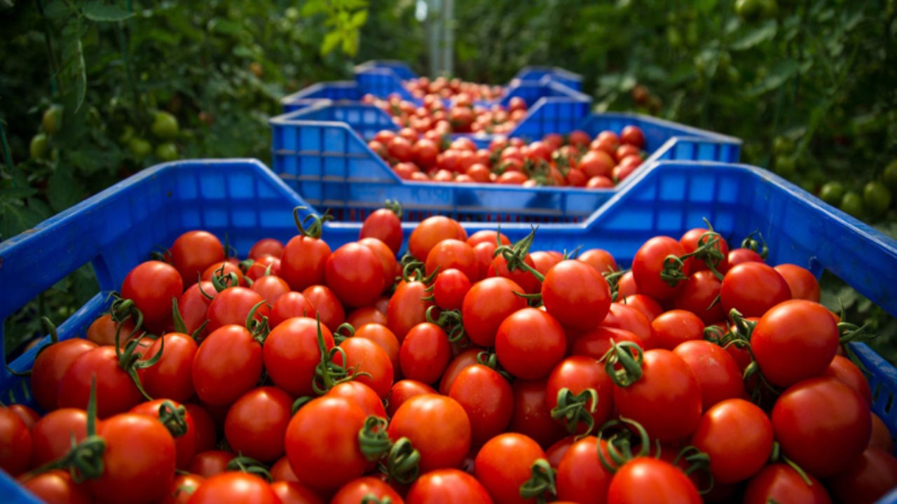 هل ستنخفض أسعار الطماطم خلال الأيام المقبلة؟