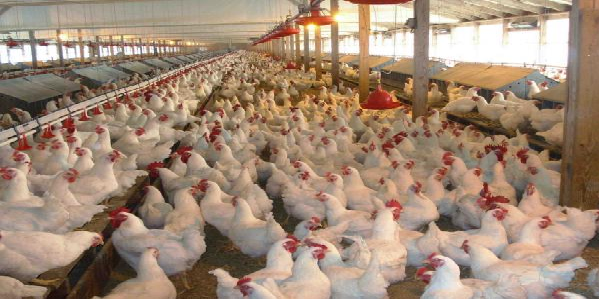 أسعار الدجاج تلعلع مجددا في الأسواق المغربية ومهنيون يتوقعون تجاوزه لحاجز الـ 20 درهما خلال رمضان