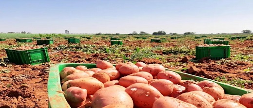 انخفاض مرتقب لسعر البطاطس إلى ما دون 6 دراهم للكيلوغرام انخفاض مرتقب لسعر البطاطس إلى ما دون 6 دراهم للكيلوغرام