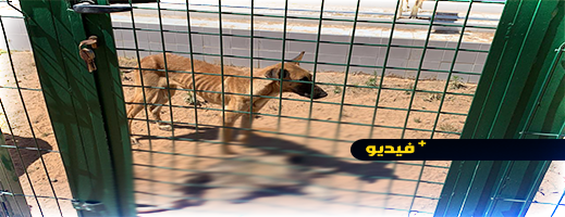 شاهدوا.. صدمة بعد نشر فيديو لكلاب جائعة وأخرى تتغذى على الجيفة في مركز لإيواء الحيوانات شاهدوا.. صدمة بعد نشر فيديو لكلاب جائعة وأخرى تتغذى على الجيفة في مركز لإيواء الحيوانات