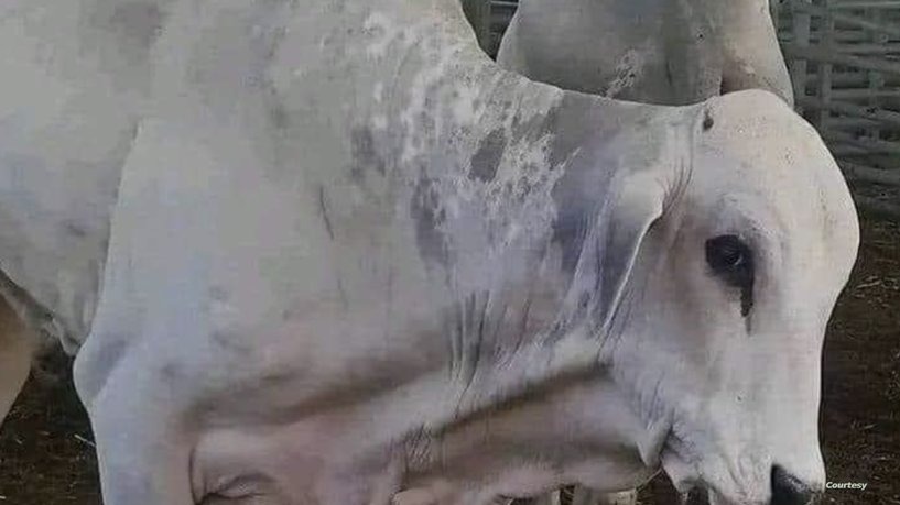 سلامة الأبقار البرازيلية وصلاحية لحومها للاستهلاك تسائل وزير الفلاحة