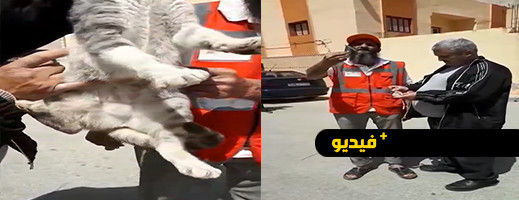 وضعوها في بطن قط.. العثور على طلاسم سحر بالناظور يثير سخط الساكنة