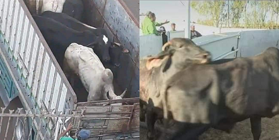 تناسل عجول البرازيل مع الأبقار المحلية.. فعاليات تدق ناقوس الخطر تناسل عجول البرازيل مع الأبقار المحلية.. فعاليات تدق ناقوس الخطر