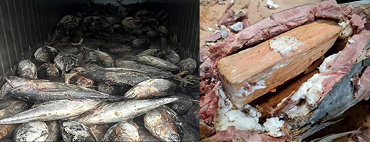 صور.. المغرب يحبط تهريب شحنات كبيرة من الكوكايين داخل أحشاء سمك التونة صور.. المغرب يحبط تهريب شحنات كبيرة من الكوكايين داخل أحشاء سمك التونة