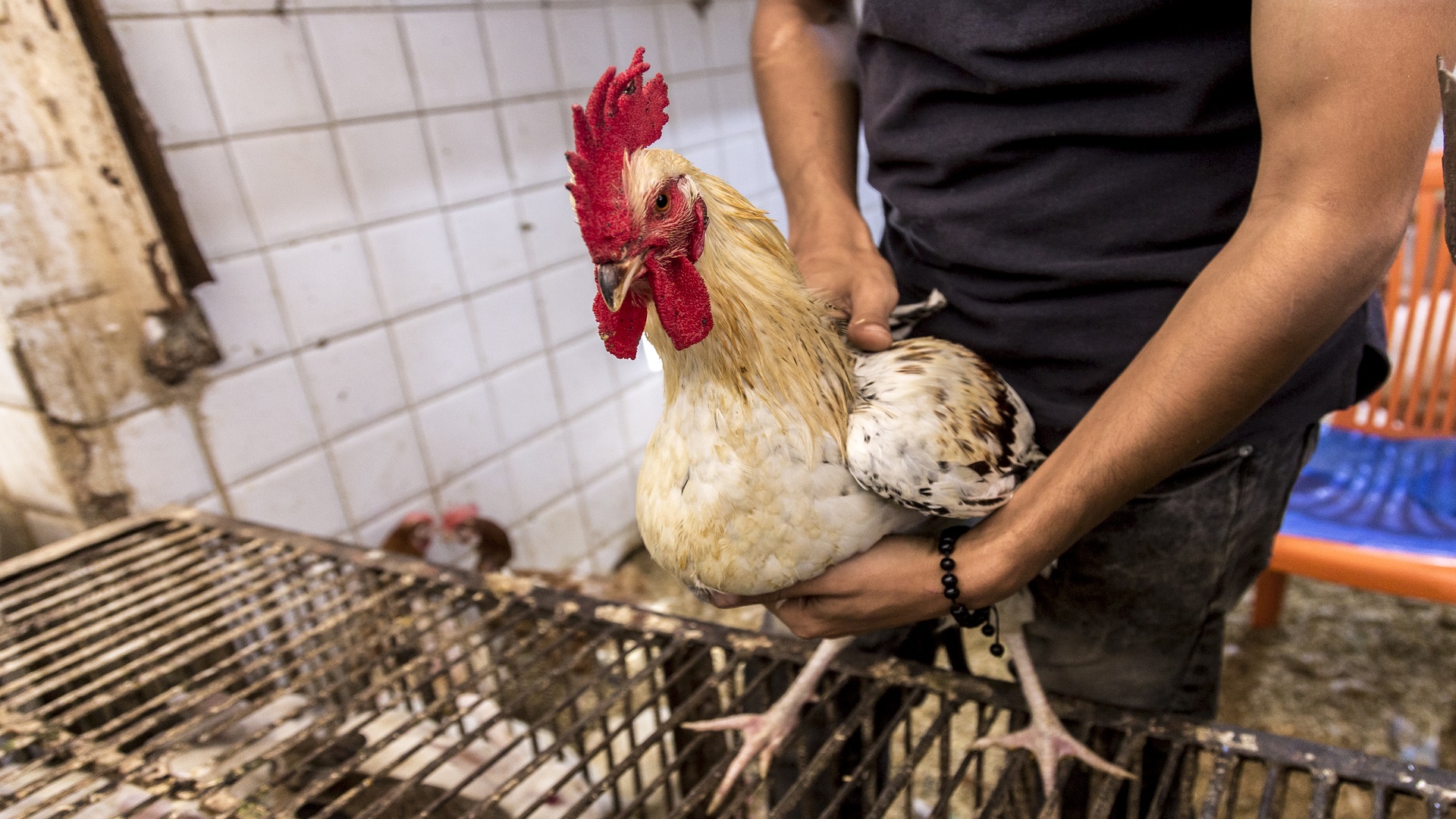 نشطاء يشنون حملة لمقاطعة استهلاك الدجاج بسبب ارتفاع سعره