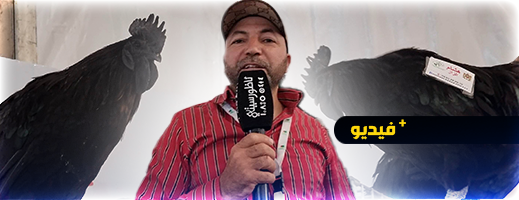 يفوق ثمنه 3000 درهم.. تعرفوا على الدجاج الأسود النادر بالعالم يفوق ثمنه 3000 درهم.. تعرفوا على الدجاج الأسود النادر بالعالم