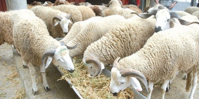 هذا ما قاله وزير الفلاحة حول عيد الأضحى هذا ما قاله وزير الفلاحة حول عيد الأضحى