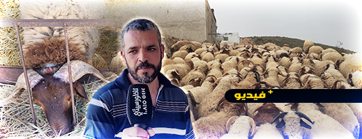 شاهدوا.. أكباش محلية بالحسيمة أثمنتها تتحدى الغلاء وكسابة يحكون المعاناة شاهدوا.. أكباش محلية بالحسيمة أثمنتها تتحدى الغلاء وكسابة يحكون المعاناة