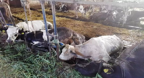 تنقله البراغيش.. تفشي مرض فيروسي بين أبقار أوروبا بعد التغير المناخي