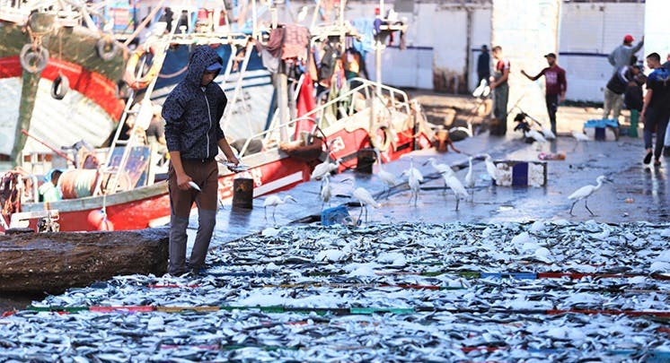تسجيل انخفاض في كميات الأسماك المفرغة بميناء الناظور تسجيل انخفاض في كميات الأسماك المفرغة بميناء الناظور