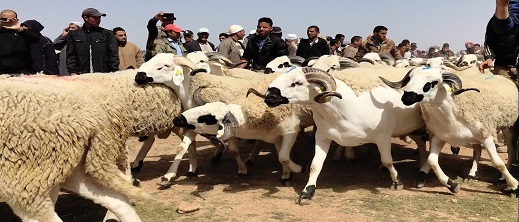 دعوات لتسقيف أسعار الأضاحي ومحاربة السماسرة والشناقة