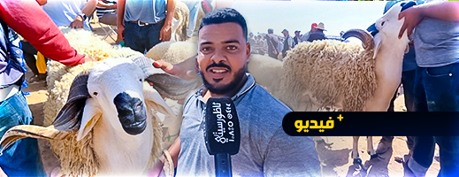 الغلاء يخيم على الأضاحي بالسوق الأسبوعي بالدريوش
