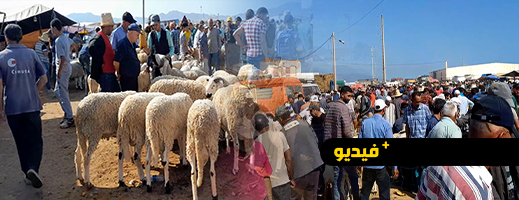 ماذا عن أسعار أضاحي العيد بسوق أركمان؟