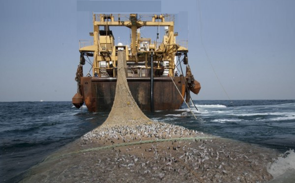 إسبانيا تفتتح رئاستها للاتحاد الأوروبي ببحث اتفاقية الصيد مع المغرب