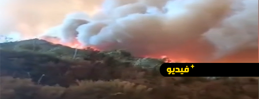 الجزائر تواجه كارثة حرائق الغابات: عشرات القتلى والجرحى في ثلاث ولايات شمال البلاد