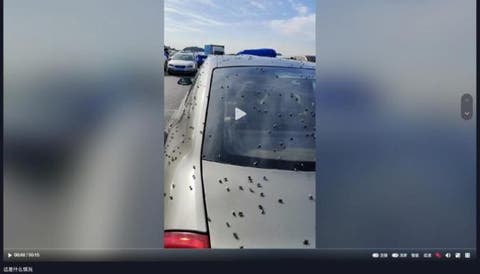 تحقيق في فيديو مرعب يصور عاصفة من البق الفرنسي
