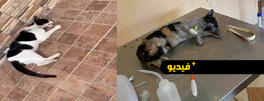 مشاهد تدمي القلب لقطط تم تسميمها وقتلها بالناظور ومطالب بحماية هذه الحيوانات