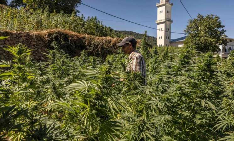 انطلاق تصدير الحشيش المغربي بشكل قانوني إلى أوروبا