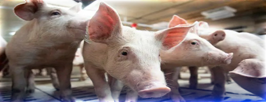 رصد أول إصابة بشرية  بفيروس متحور لإنفلونزا الخنازير 