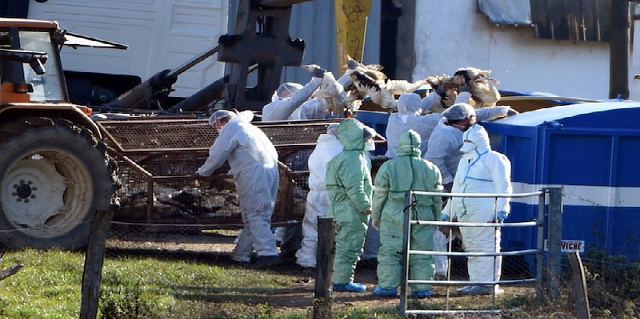 فرنسا ترصد تفشيا مفاجئا لهذا الفيروس فرنسا ترصد تفشيا مفاجئا لهذا الفيروس